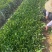 非洲茉莉裸根苗10-20高，基地直销，一手货源，大量现货出售