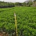 非洲茉莉裸根苗10-20高，基地直销，一手货源，大量现货出售