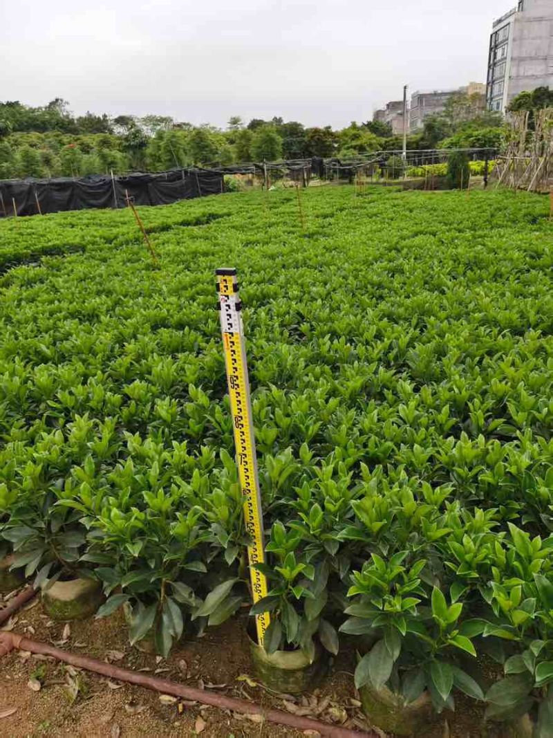 非洲茉莉裸根苗10-20高，基地直销，一手货源，大量现货出售