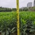 非洲茉莉裸根苗10-20高，基地直销，一手货源，大量现货出售