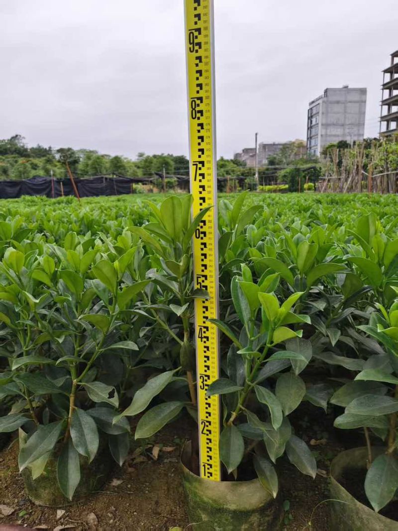 非洲茉莉裸根苗10-20高，基地直销，一手货源，大量现货出售