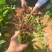 非洲茉莉裸根苗10-20高，基地直销，一手货源，大量现货出售