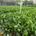 非洲茉莉裸根苗10-20高，基地直销，一手货源，大量现货出售