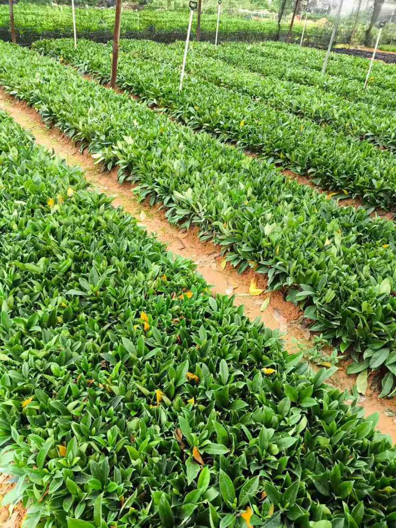非洲茉莉裸根苗10-20高，基地直销，一手货源，大量现货出售