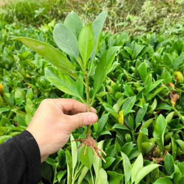 非洲茉莉裸根苗10-20高，基地直销，一手货源，大量现货出售