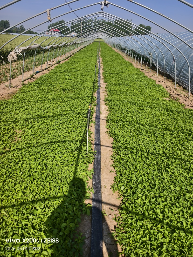 大量优质甜叶菊苗