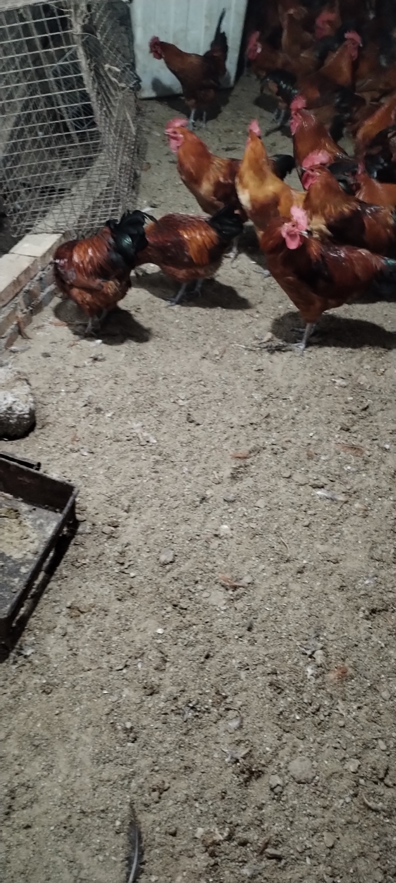 贵州紫云正宗土鸡
