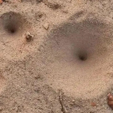 地牯牛
