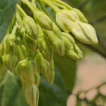 广西夜香花