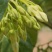 广西夜香花