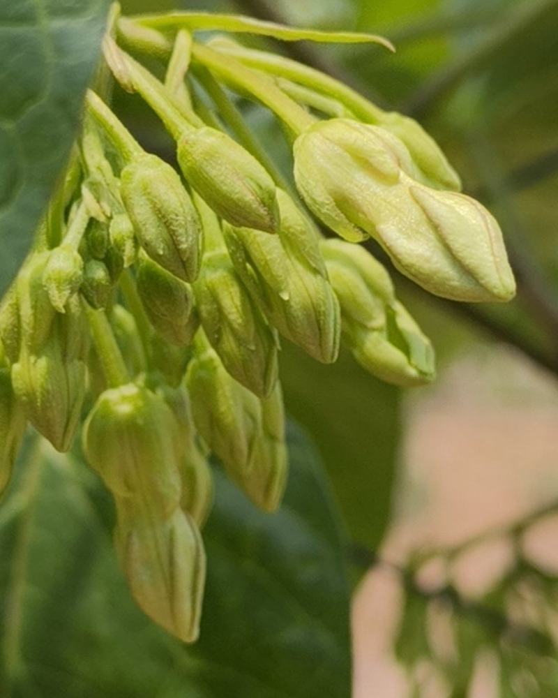 广西夜香花