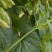 广西夜香花