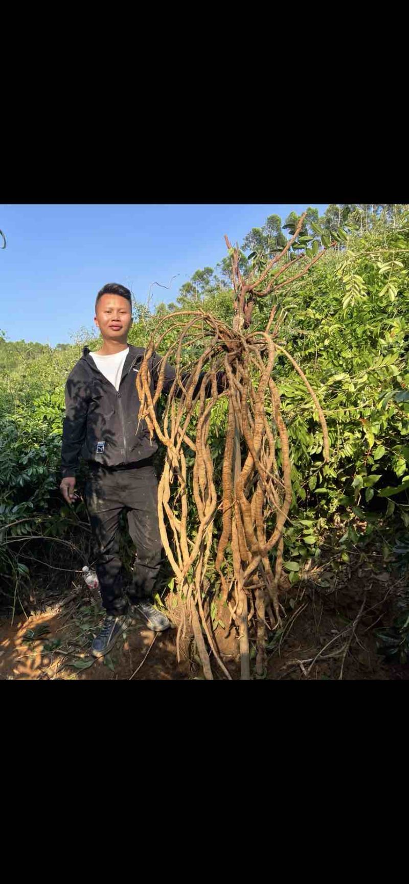 改良品种高产中叶牛大力苗亩产4到七千斤