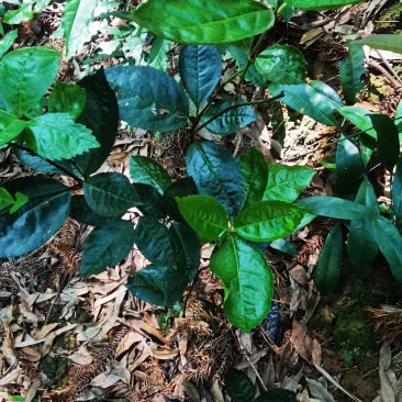 草珊瑚