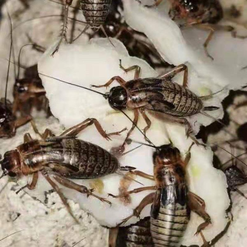 活体蟋蟀