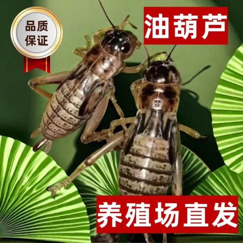 活体蟋蟀