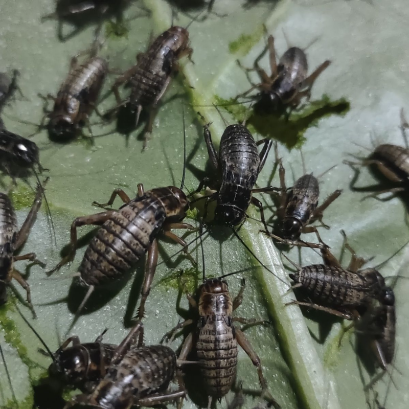 活体蟋蟀