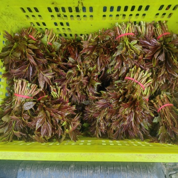 香椿芽