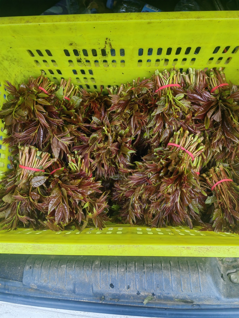 香椿芽