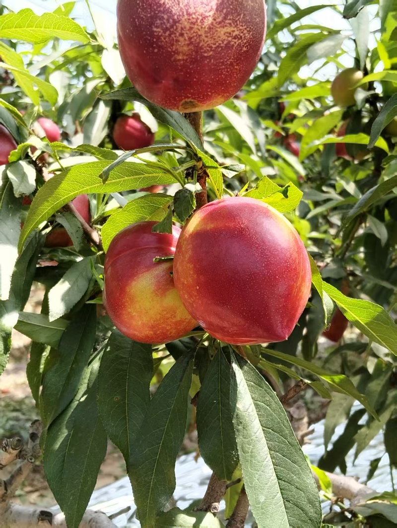 山东日照市莒县大油桃