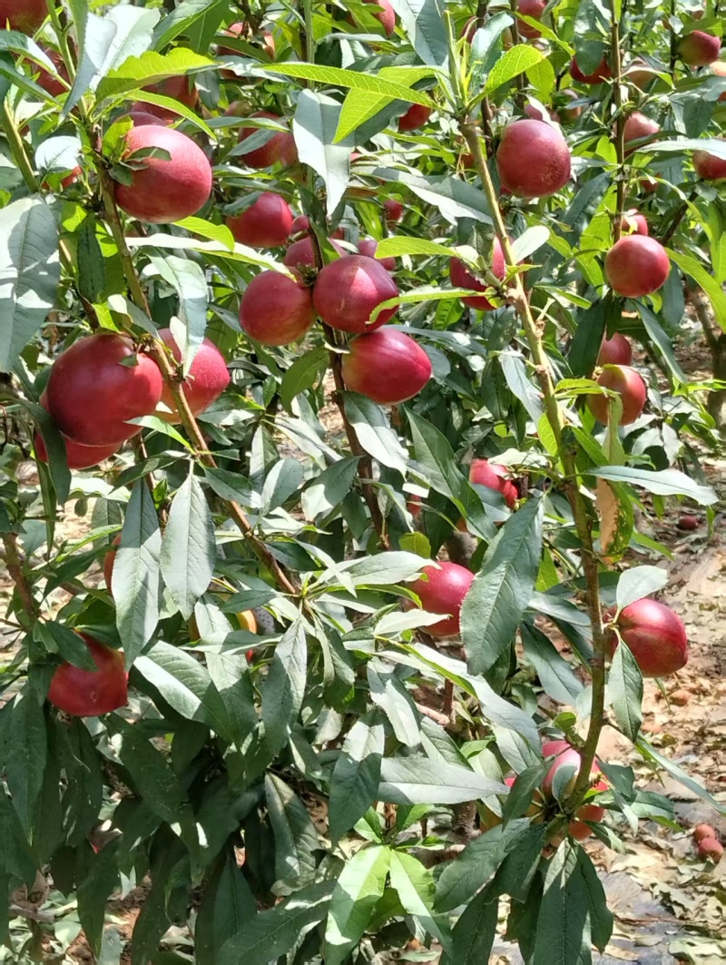 山东日照市莒县大油桃