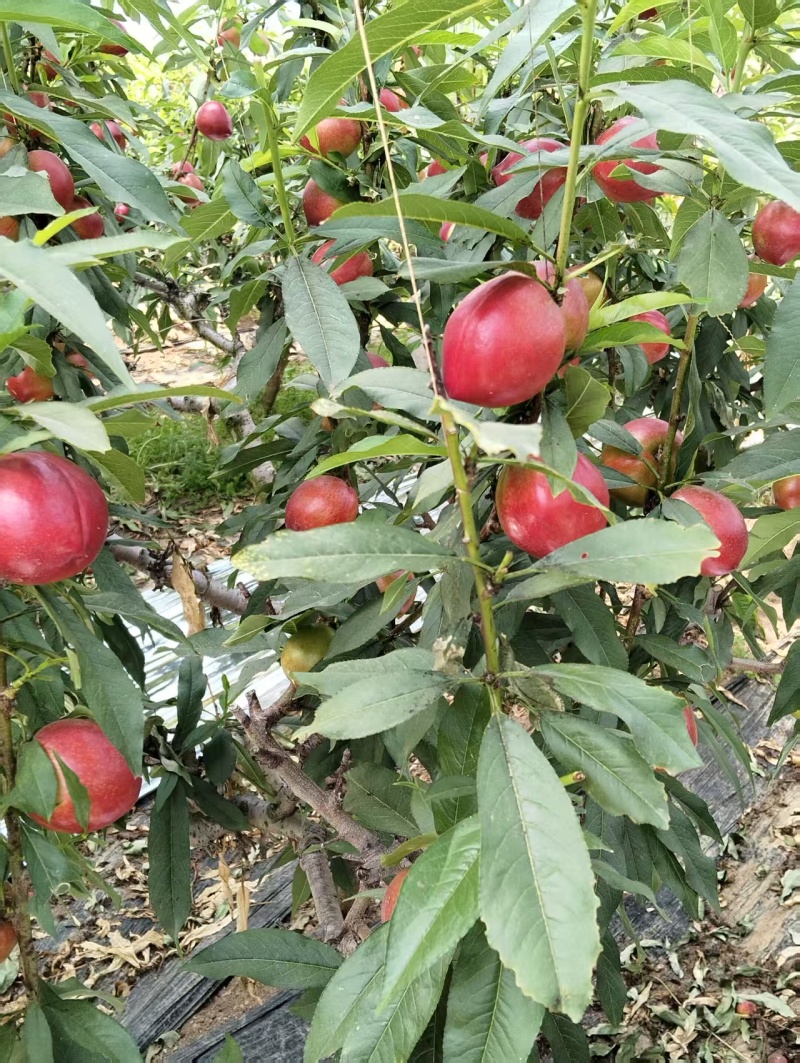 山东日照市莒县大油桃