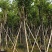 宫粉紫荆骨架8-25分，基地直销，一手货源，大量现货低价出售