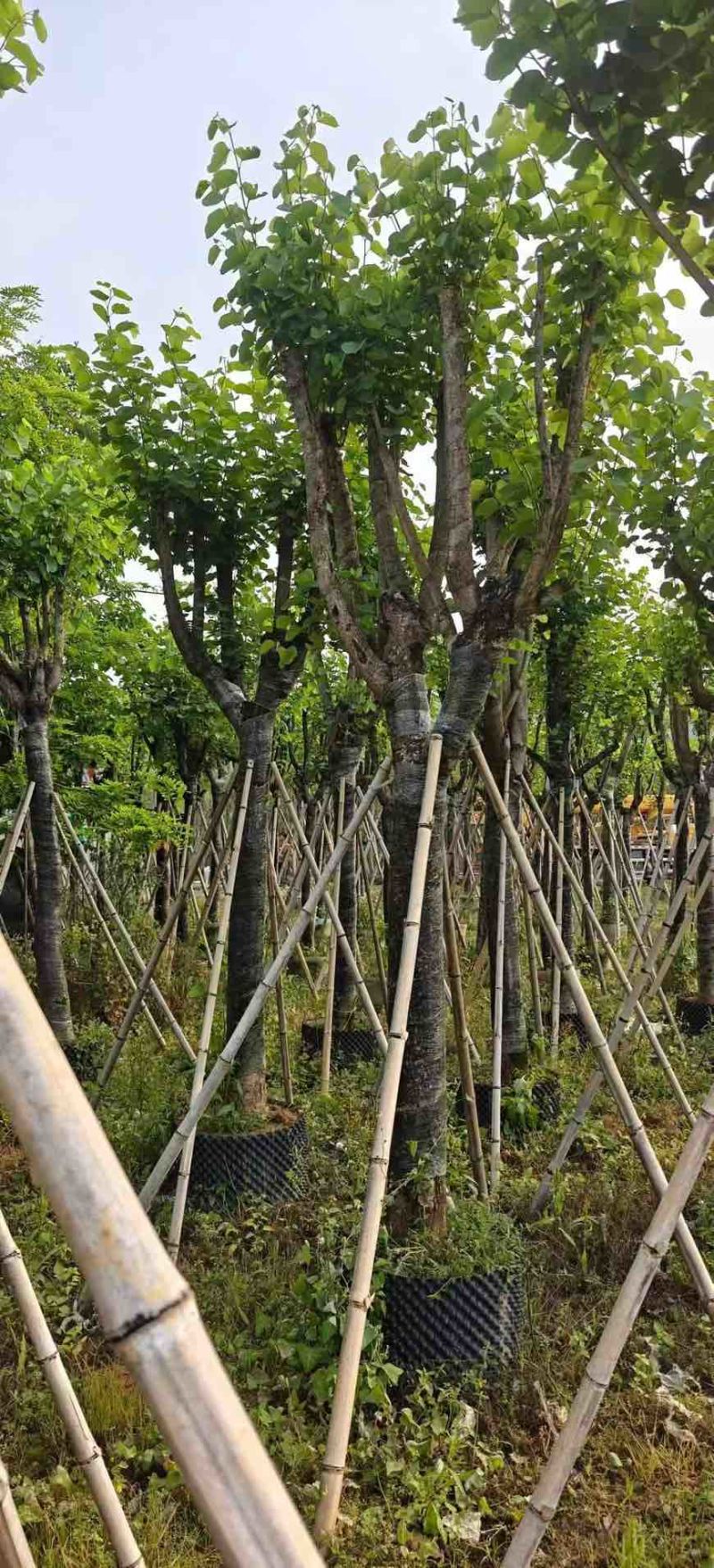 宫粉紫荆骨架8-25分，基地直销，一手货源，大量现货低价出售