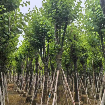 宫粉紫荆骨架8-25分，基地直销，一手货源，大量现货低价出售