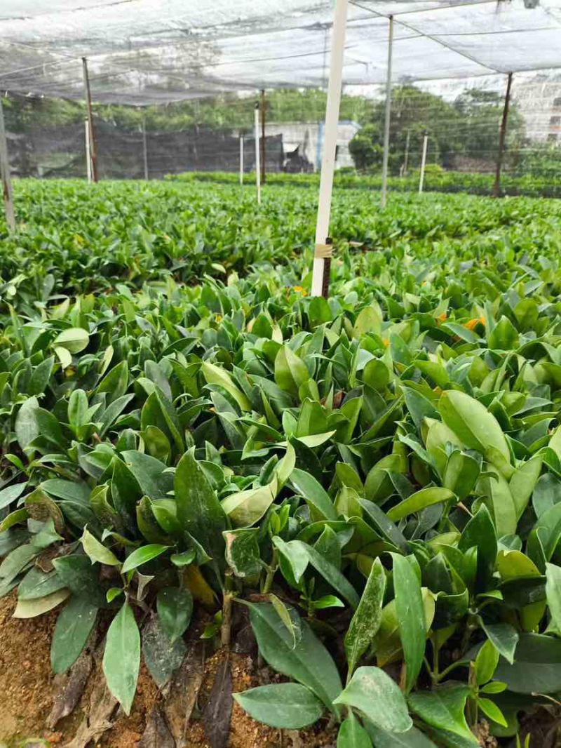 非洲茉莉扦插地苗15-25，基地直销，一手货源，大量低价出售