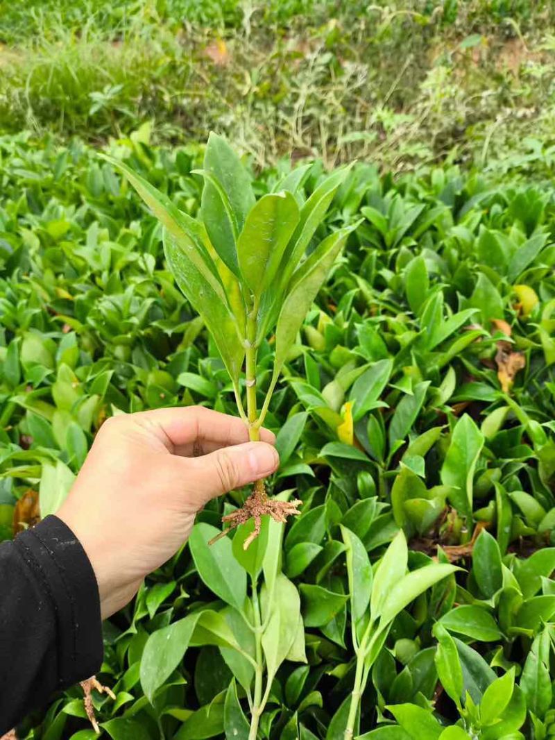 非洲茉莉扦插地苗15-25，基地直销，一手货源，大量低价出售