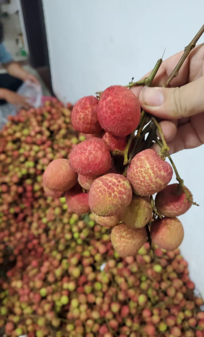广西桂花香荔枝上市支持一件代发电商代发