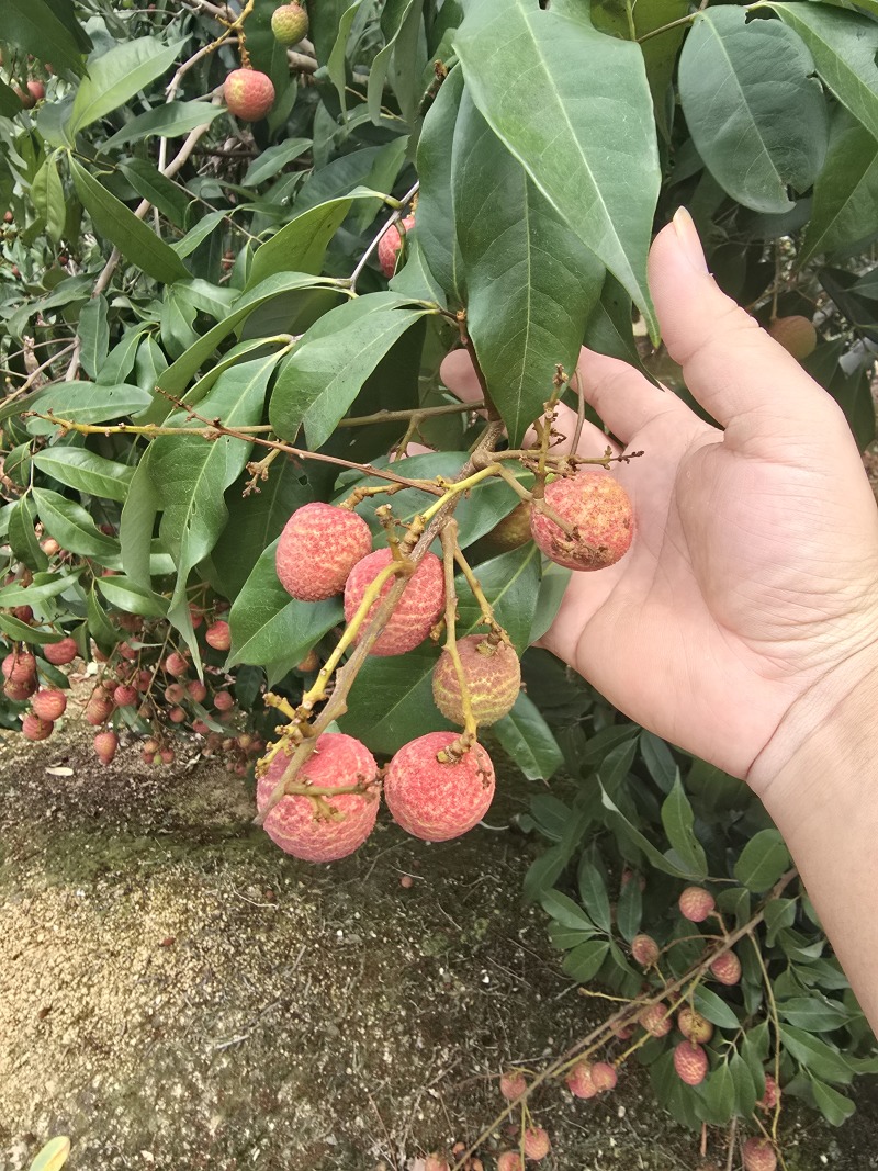 广西桂花香荔枝上市支持一件代发电商代发