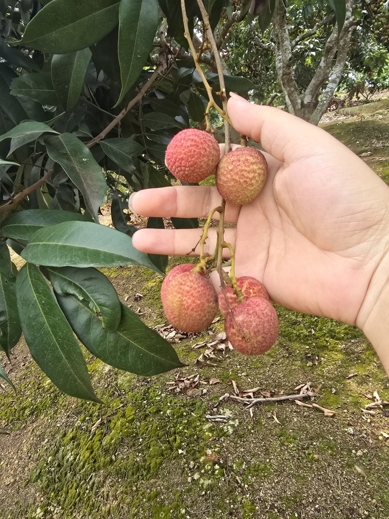 广西桂花香荔枝上市支持一件代发电商代发