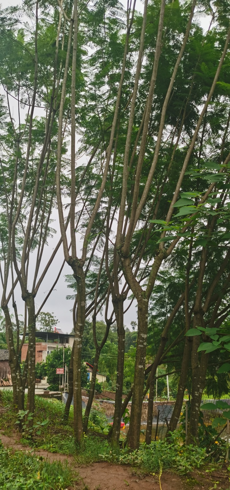 几十棵蓝花楹树低价处理，需要的联系