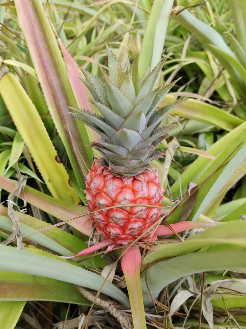 凤梨苗