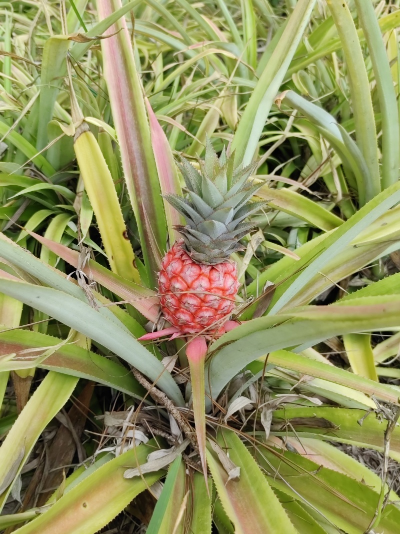 凤梨苗