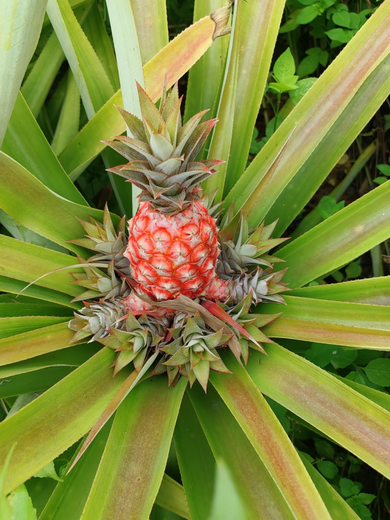 凤梨苗