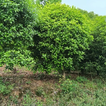绿化苗木