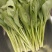 菜心