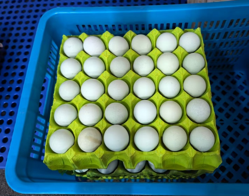 土鸡蛋绿壳蛋