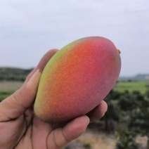 贵妃芒