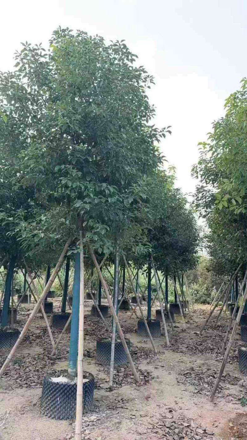 香樟养冠8-20分，基地直销，一手货源，大量低价出售