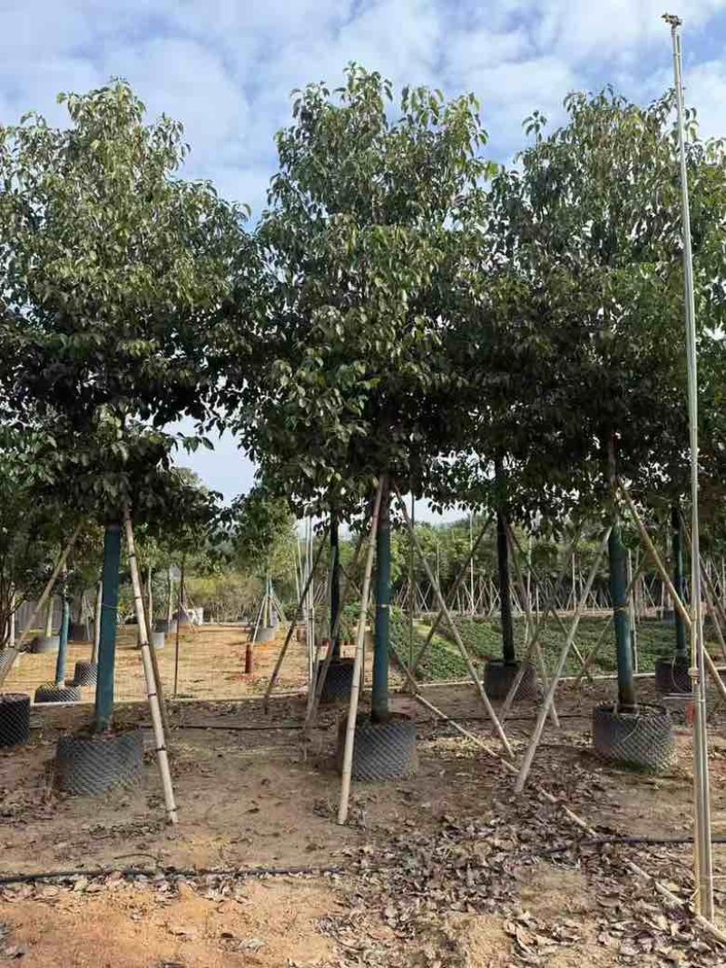 香樟养冠8-20分，基地直销，一手货源，大量低价出售