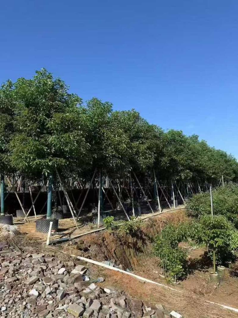 香樟养冠8-20分，基地直销，一手货源，大量低价出售