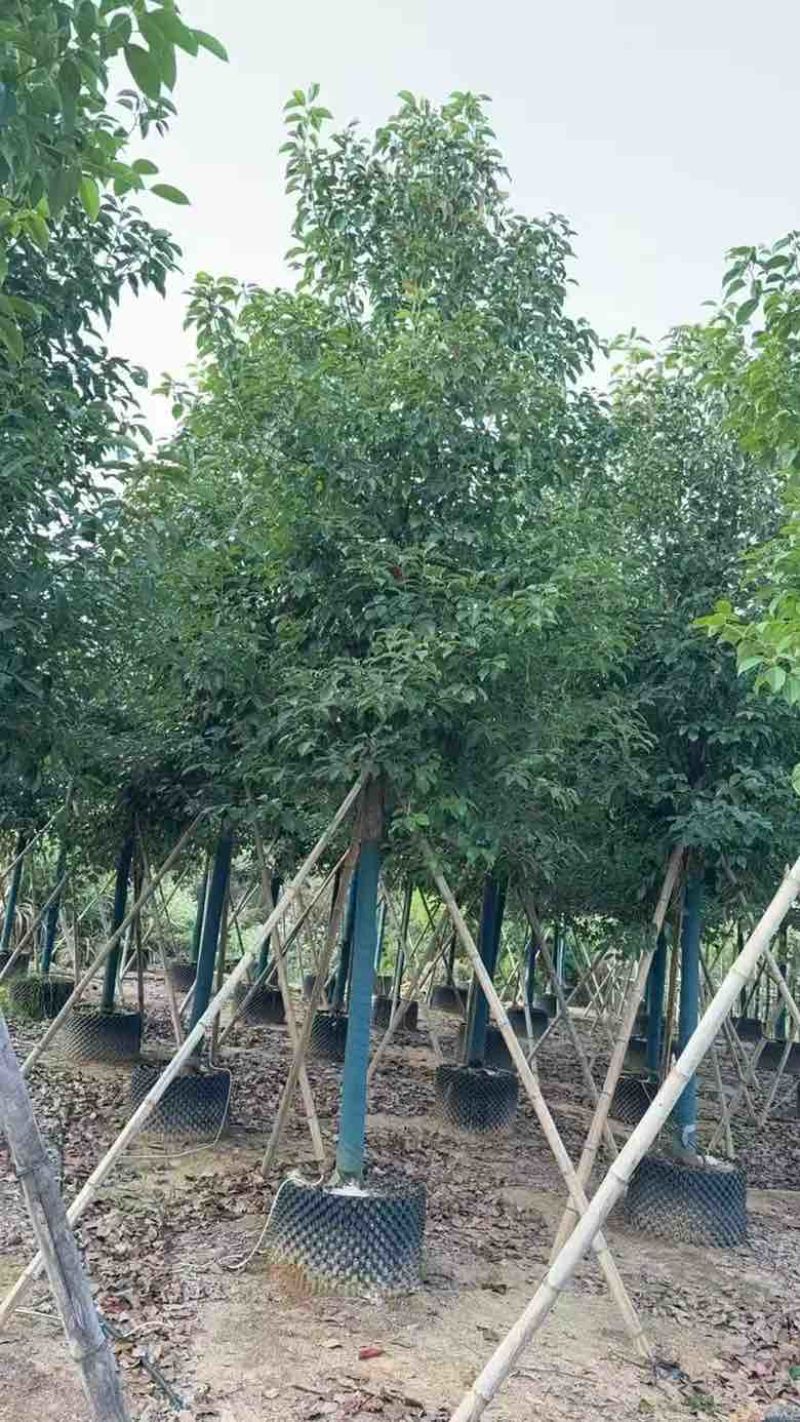 香樟养冠8-20分，基地直销，一手货源，大量低价出售