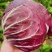 红菊苣生菜