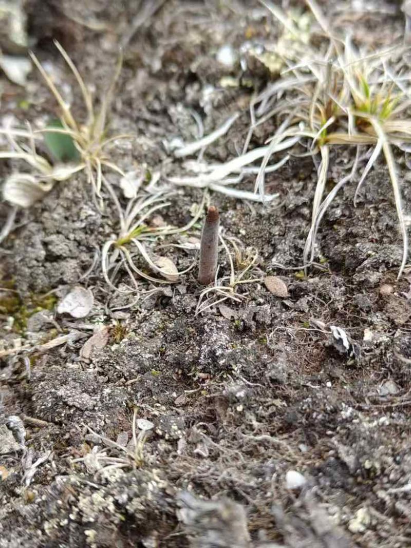 野生冬夏虫草欢迎联系***********正品保障