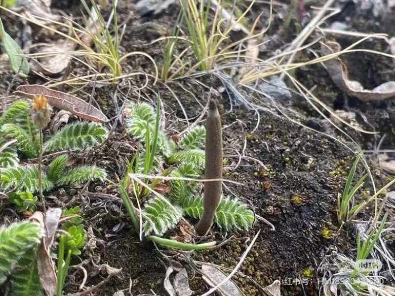 野生冬夏虫草欢迎联系***********正品保障