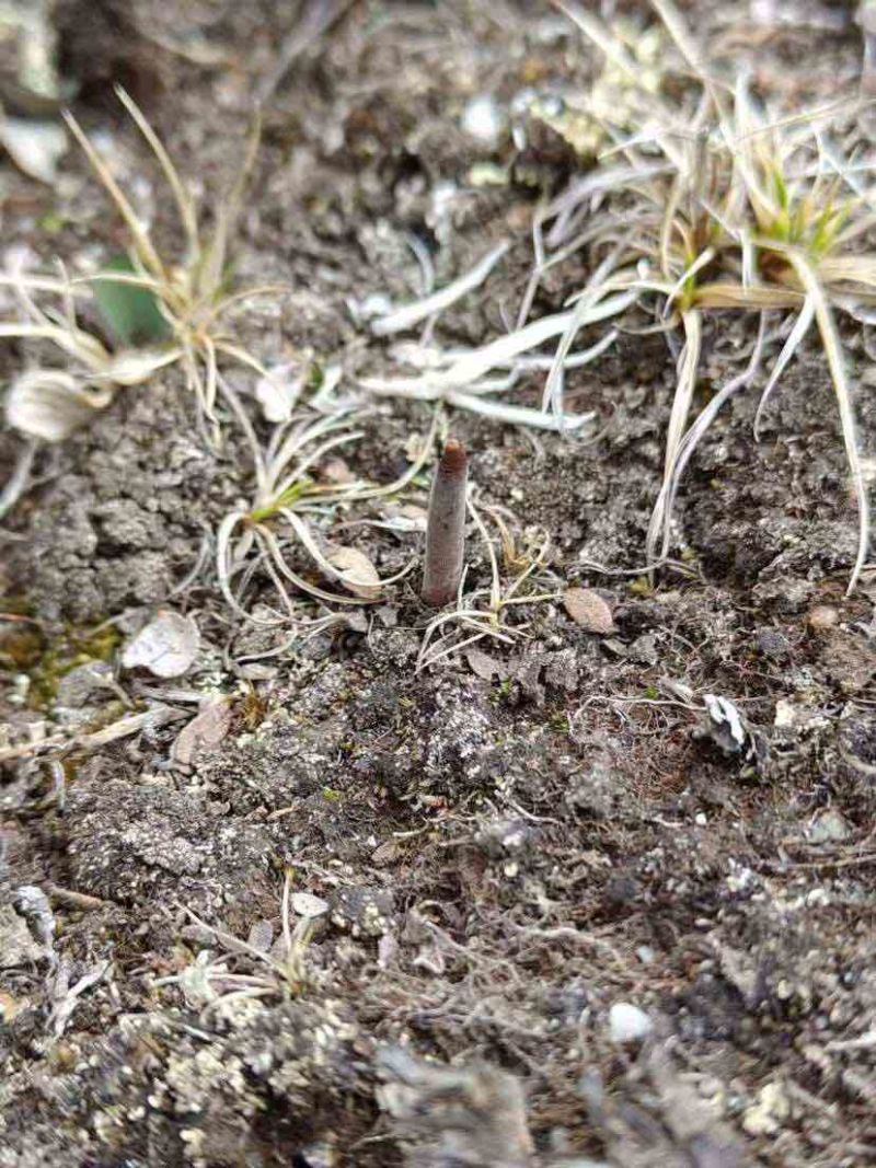 野生冬夏虫草欢迎联系***********正品保障